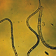 Illustration for article titled Lamarcks bizarre theory of evolution may turn out to be right after all